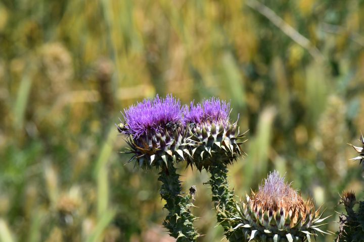 Anatolische Distelblume