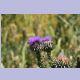 Anatolische Distelblume