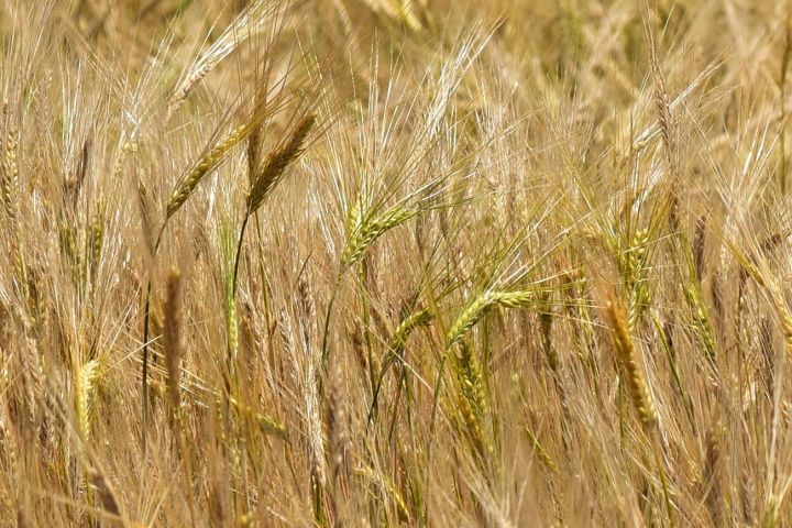 Einige der zig-milliarden Ähren in der Türkei