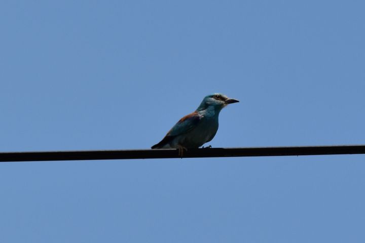 European Roller (Blauracke)