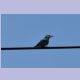 European Roller (Blauracke)