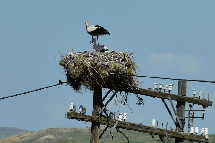White Stork (Weissstorch) mit Jungvogel im Horst