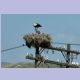 White Stork (Weissstorch) mit Jungvogel im Horst
