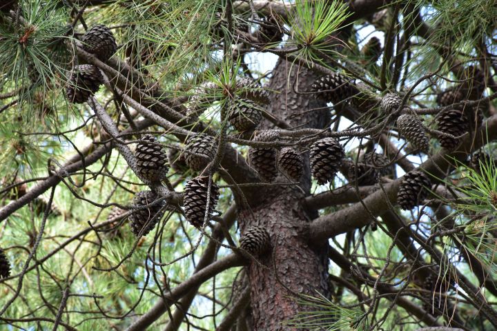 Föhrenzapfen am Baum am Schwarzen Meer