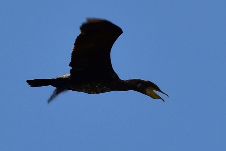 European Shag (Krähenscharbe)