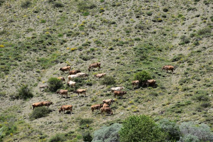 Weidendes Vieh in Nordostanatolien zwischen Bayburt und Askale