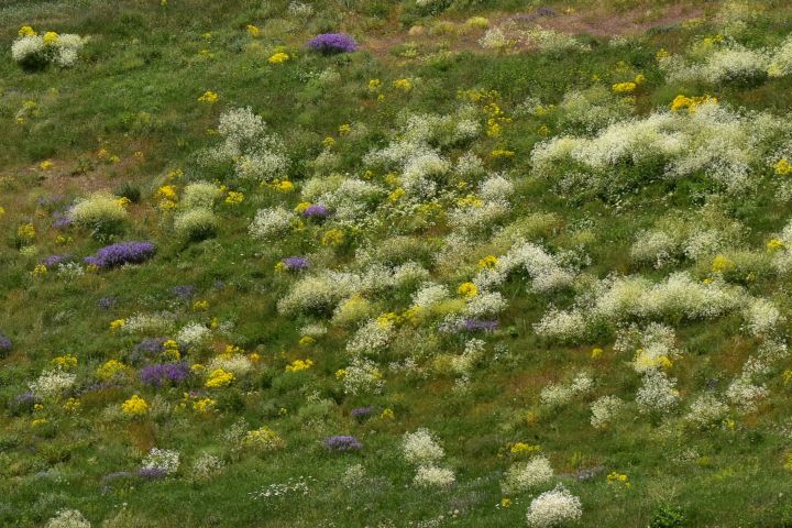 Blühende Wiesen zwischen Askale und Erzurum