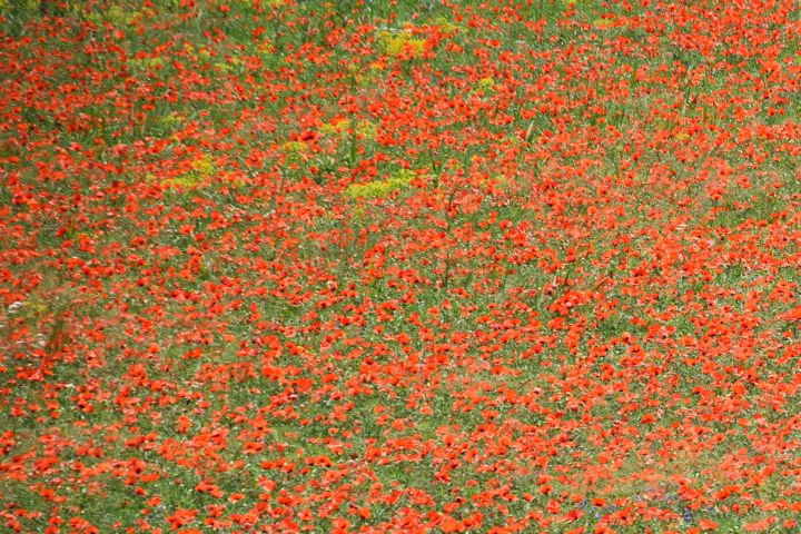 Fast wie angesät: Farbenfroher Mohn