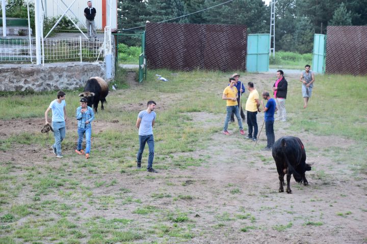 Zwei Kampfstiere im Ring