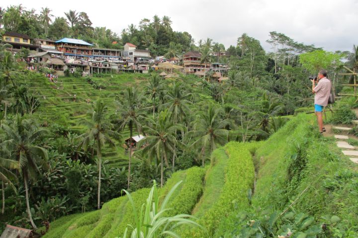 Die Reisterrassen bei Tegalalang