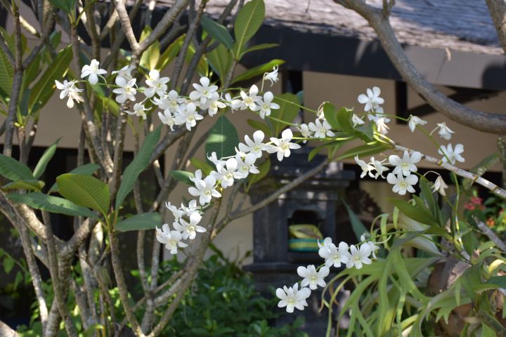 Orchideen in unserem tropischen Garten