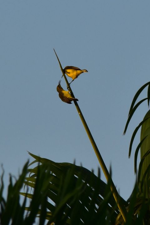 Olive-backed Sunbirds (Grünrücken-Nektarvögel)