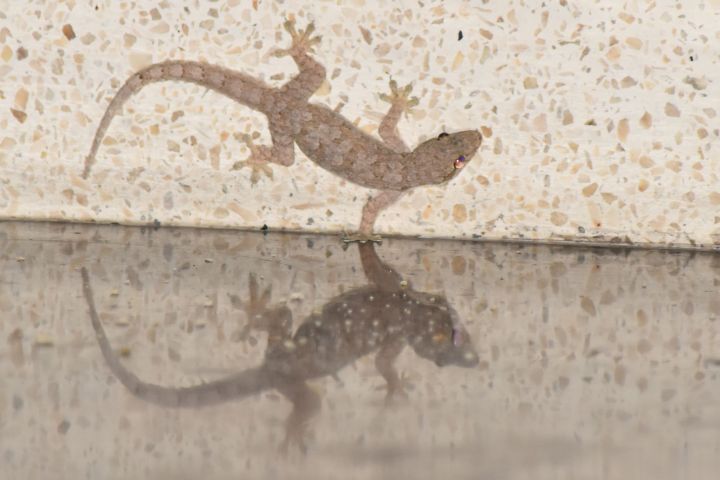 Gecko an unserer Küchenwand