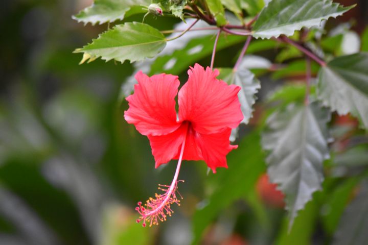 Hibiskusblüte, ebenfalls in unserem Garten
