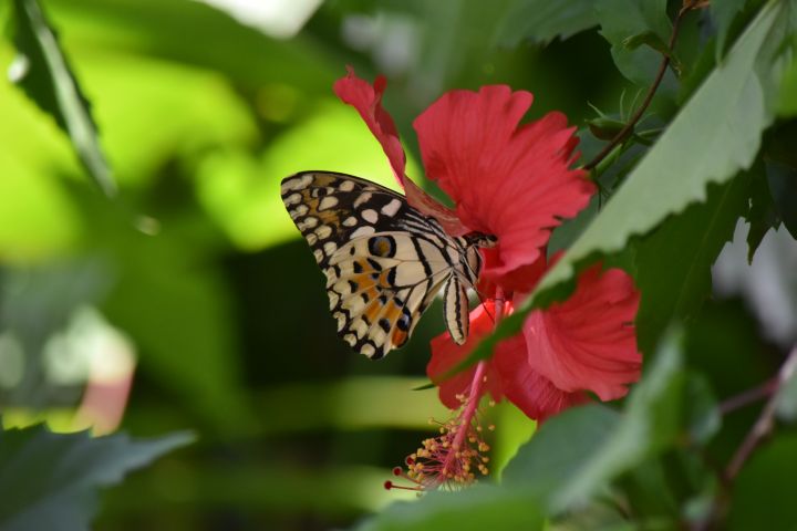 Schmetterling in unserem Garten