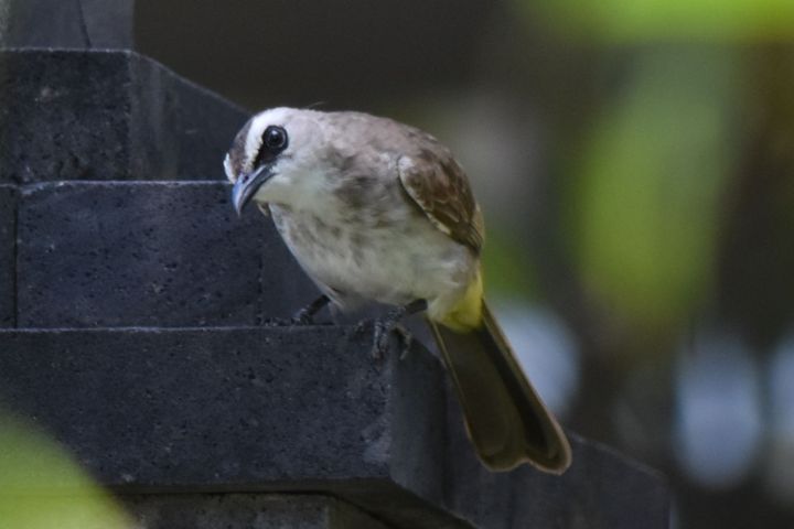 Yellow-vented Bulbul (Augenstreifbülbül)