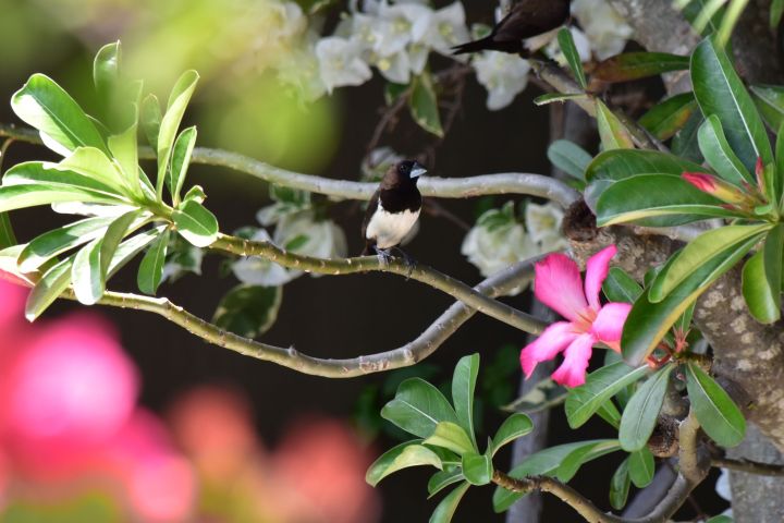 Javan Munia (Javabronzemännchen)