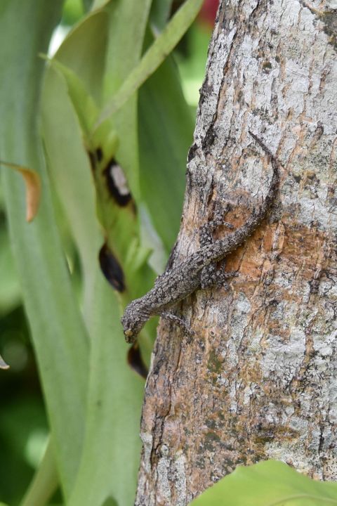 Kleine Echse an einem Baum in unserem Garten
