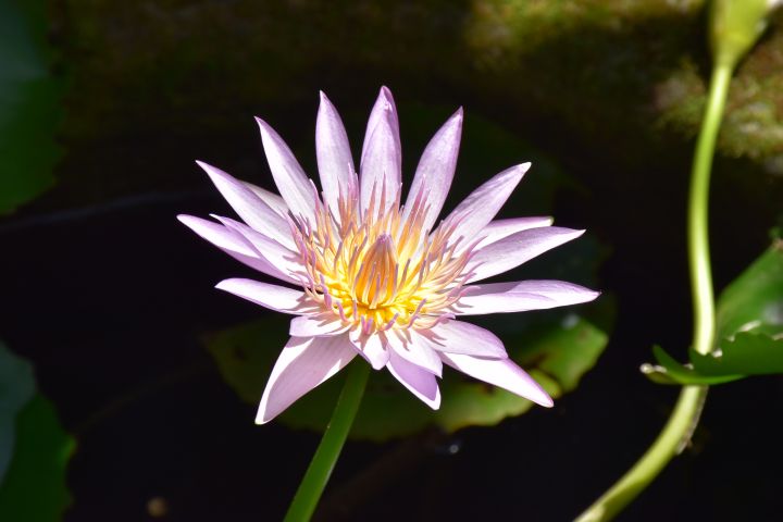 Kleine Seerosenblüte