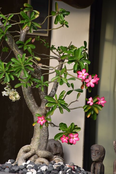 Bonsai-Frangipani