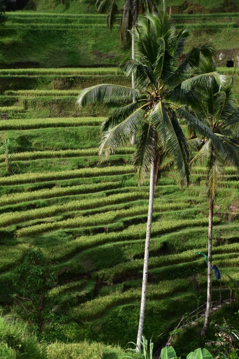 Reisterrassen bei Tegalalang