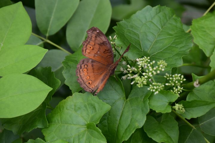 Schmetterling im Kemenuh Butterfly Park