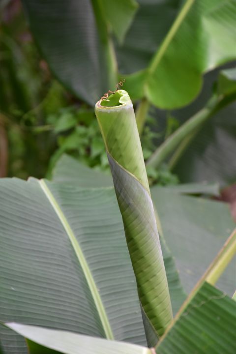 Eingerolltes Blatt einer Bananenstaude