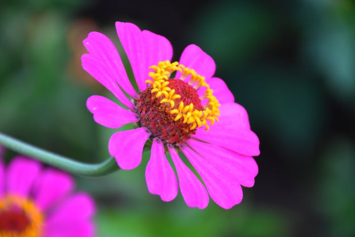 Rosa Blüte mit kleinem gelben Blütenkranz