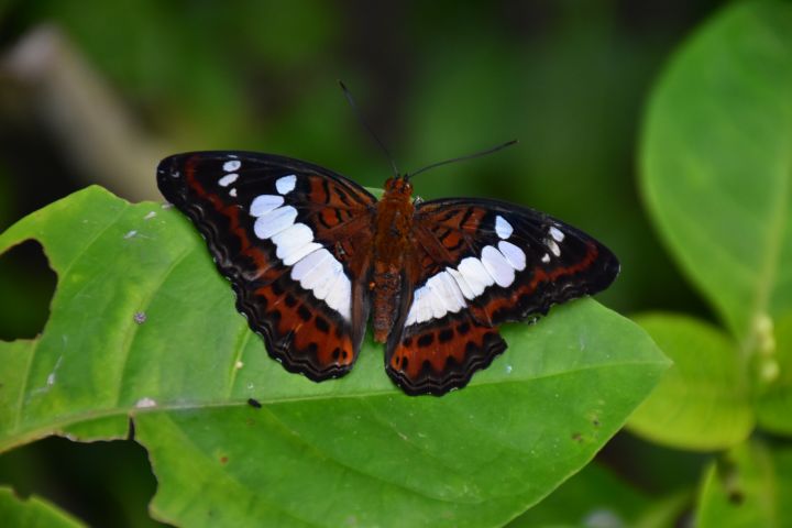 Schmetterling im Kemenuh Butterfly Park