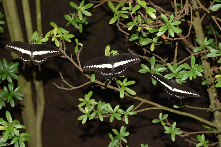 Drei gleiche Schmetterlinge im Kemenuh Butterfly Park