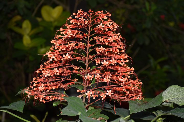 Blüte im Kemenuh Butterfly Park