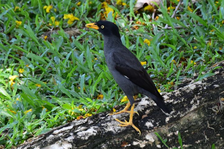 Common Myna (Hirtenmaina)