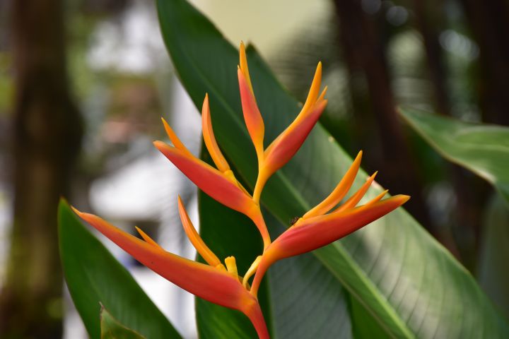 Filigrane, rot-gelbe Blüte