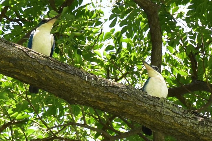 Collared Kingfisher (Halsbandliest)