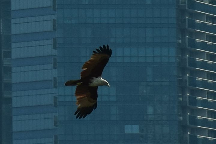 Brahminy Kite (Brahminenweih)
