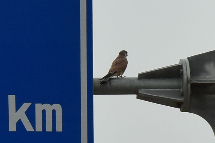Common Kestrel (Turmfalke) (m)