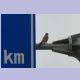 Common Kestrel (Turmfalke) (m)