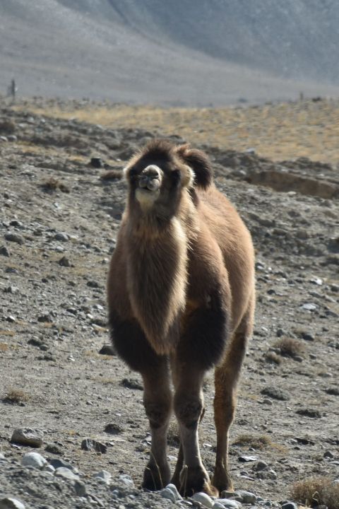 Trampeltier im Winterpelz