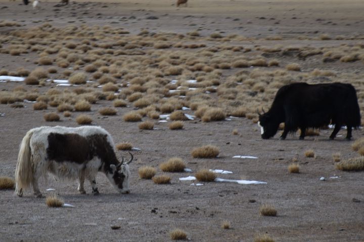Was um Himmels Willen futtern die Yaks hier?