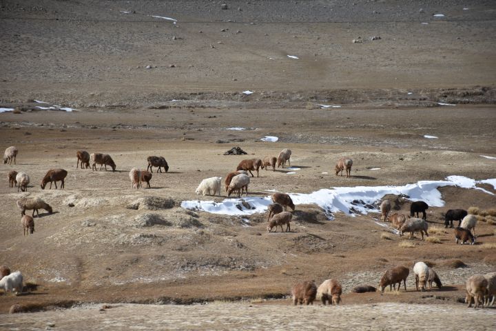 Schafe finden auch auf 4’150m noch etwas zu fressen