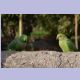Rose-ringed Parakeet (Halsbandsittiche)