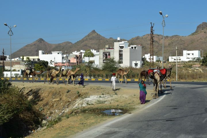 Domestizierte Dromedare am Rande von Udaipur
