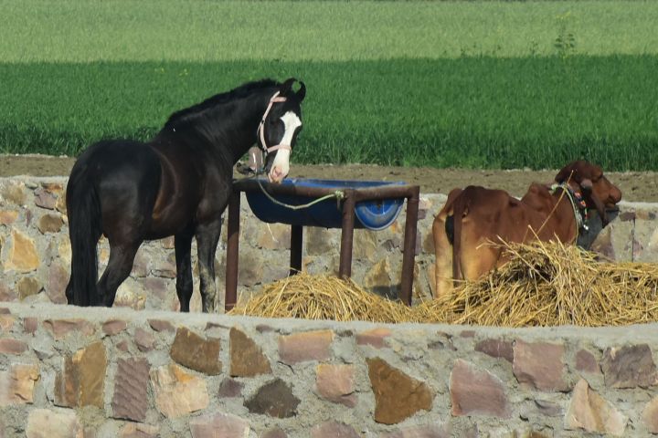 Die Marwari-Pferde gibt es auch als Rappen