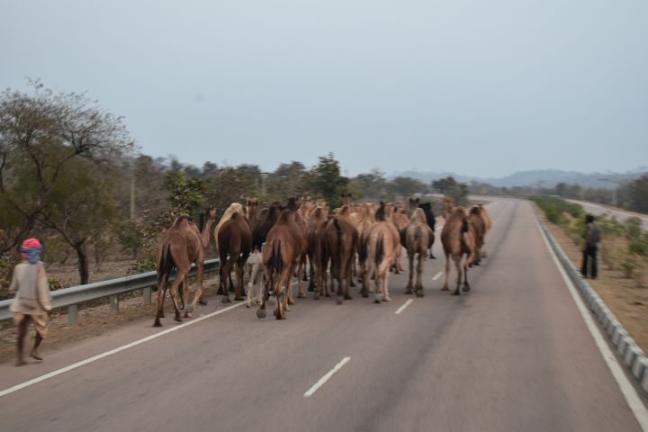 Eine Dromedarherde auf der Autobahn, wo denn sonst