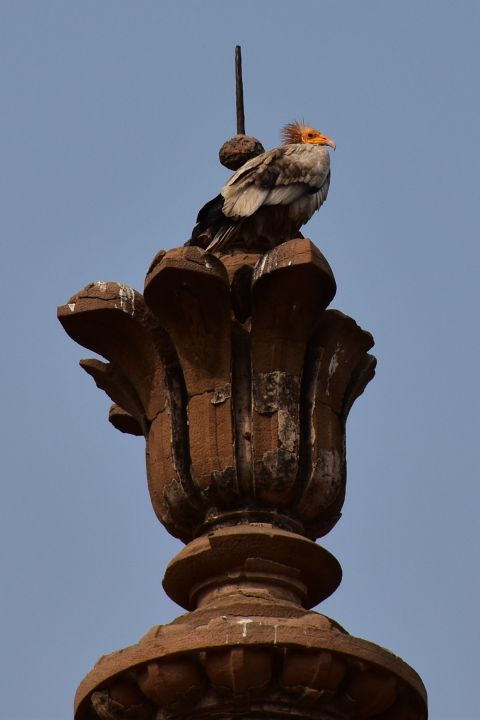 Egyptian Vulture (Schmutzgeier) auf einem Eckturm des Jahangir Mahal