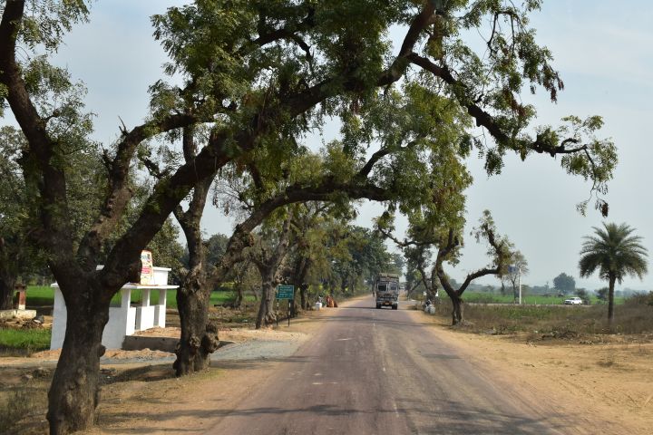 Bäume am Strassenrand, die in die Fahrbahn ragen