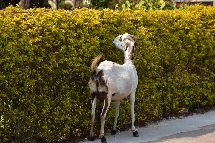 Ziege frisst vom Haag
