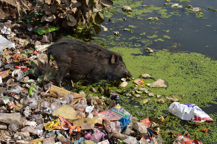 Hausschwein fischt in einem zugemüllten Teich in Bamitha an der Abzweigung nach Khajuraho nach Futter