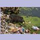 Hausschwein fischt in einem zugemüllten Teich in Bamitha an der Abzweigung nach Khajuraho nach Futter