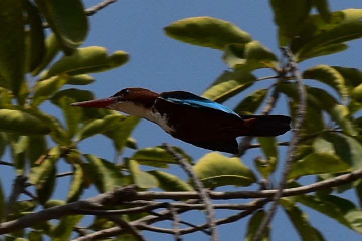 White-throated Kingfisher (Braunliest) im Flug